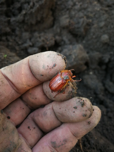 Holochelus aequinoctialis - tavaszeleji cserebogár