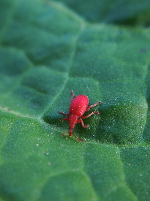 Apion frumentarium - vörös cickányormányos