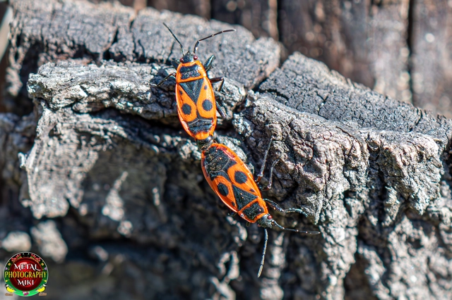 Pyrrhocoris apterus - verőköltő poloska
