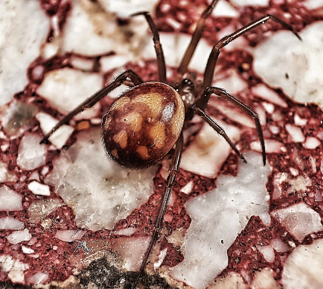 Steatoda grossa - nagy faggyúpók