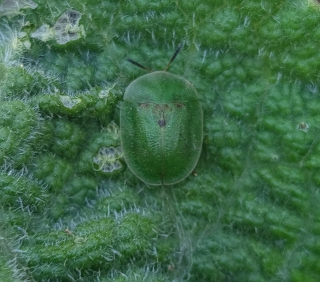 Cassida rubiginosa - lapos pajzsbogár Cassida rubiginosa - lapos pajzsbogár