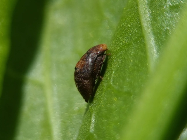 Penthimia nigra - fekete kabóca