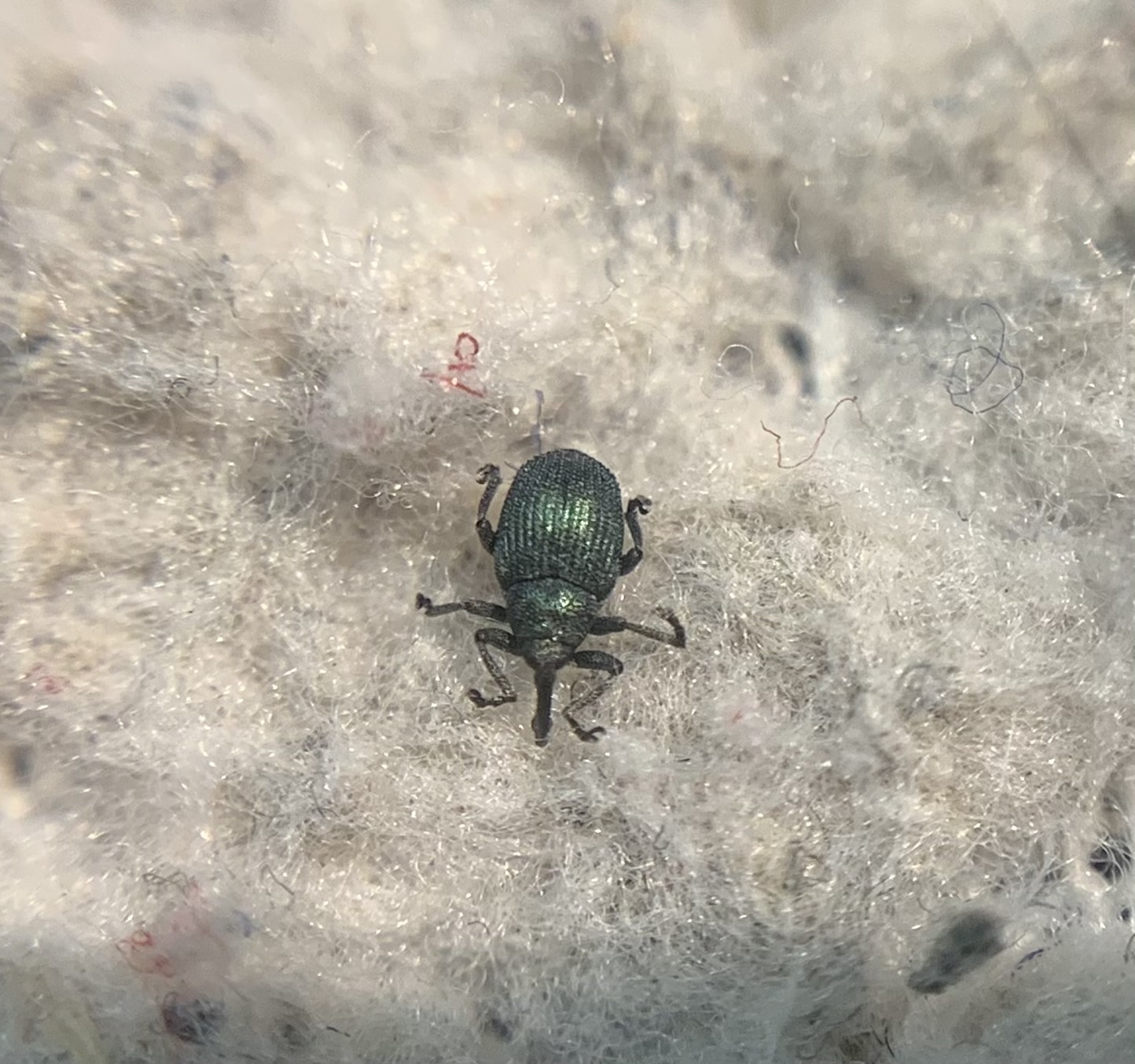 Ceutorhynchus chlorophanus - zöldes repcsény-ceutormányos