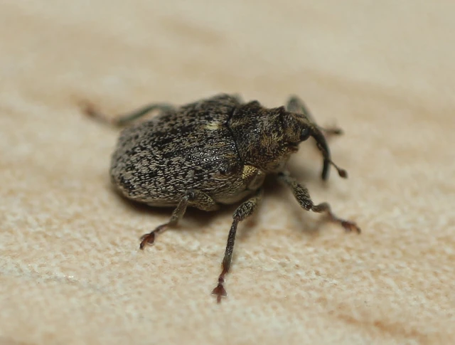 Ceutorhynchus pallidactylus - szőrös repce-ceutormányos