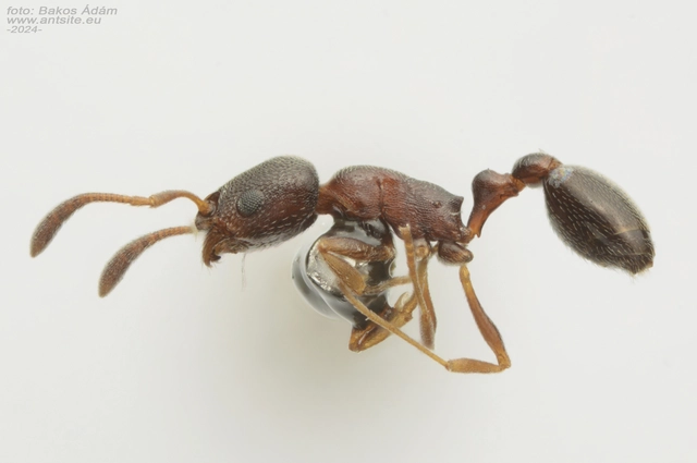 Cardiocondyla mauritanica