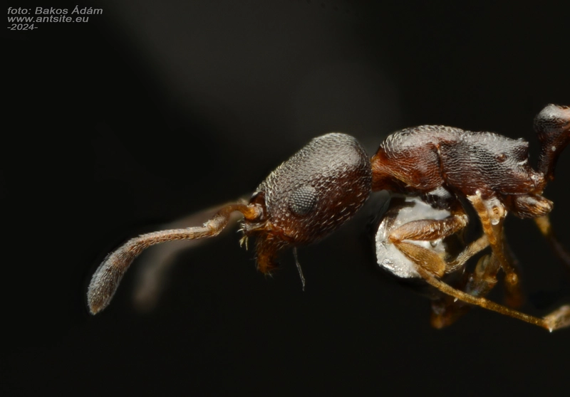 Cardiocondyla mauritanica