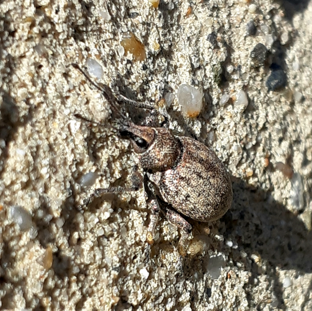Otiorhynchus ligustici - vincellér-gyalogormányos