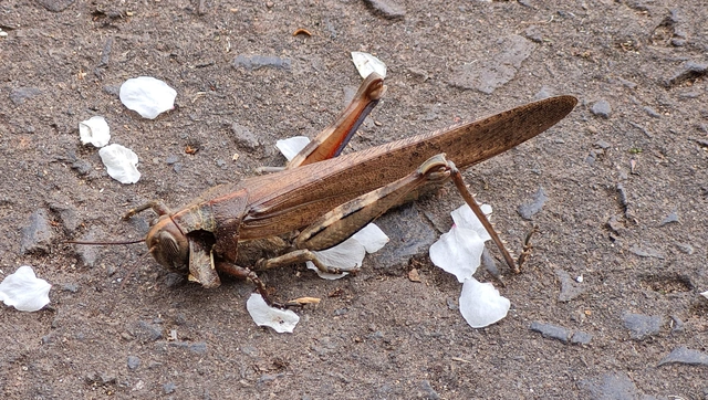 Anacridium aegyptium - egyiptomi sáska
