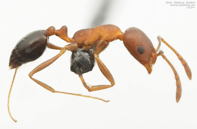 Monomorium subopacum
