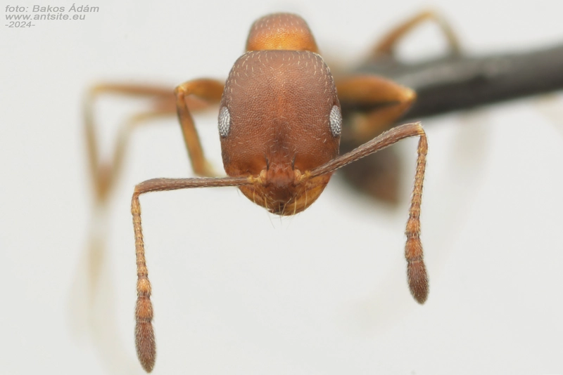 Monomorium subopacum