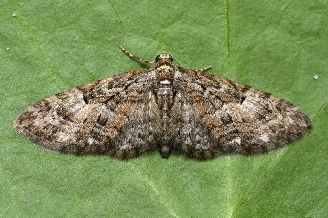Eupithecia abbreviata - korai törpearaszoló