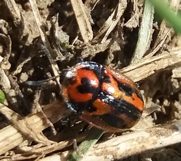 Pilemostoma fastuosa - sávos pajzsbogár Pilemostoma fastuosa - sávos pajzsbogár