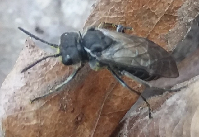 Hymenoptera - Hártyásszárnyúak Hymenoptera - Hártyásszárnyúak