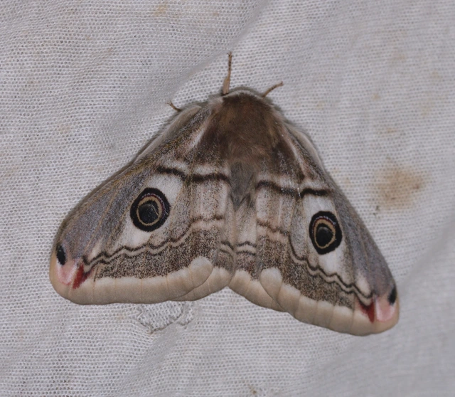 Saturnia pavoniella/pavonia