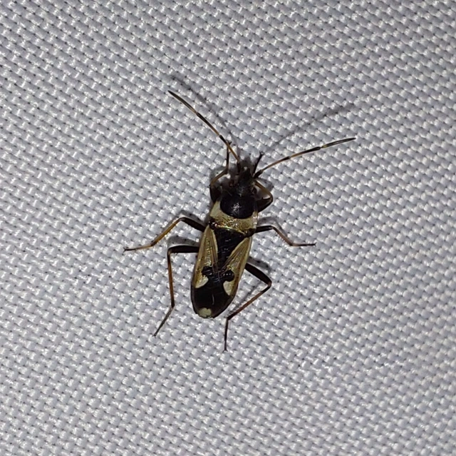 Raglius confusus