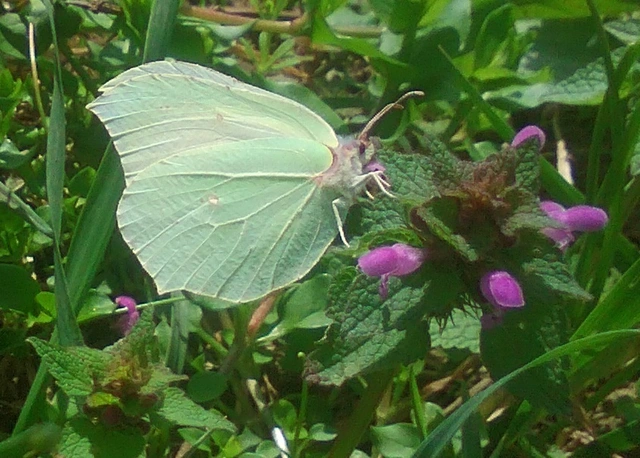 Gonepteryx rhamni - citromlepke Gonepteryx rhamni - citromlepke