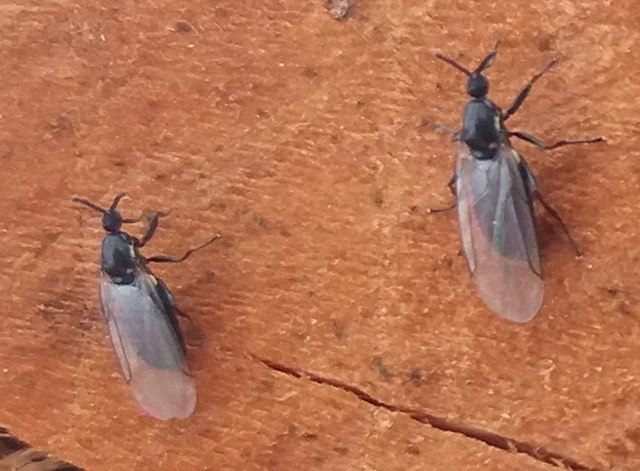 Diptera - Kétszárnyúak Diptera - Kétszárnyúak