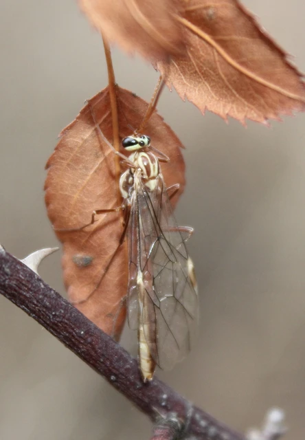 Ophion obscuratus