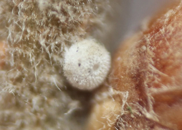 Neozephyrus quercus - tölgyfalepke