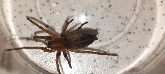 Drassodes/Drassodex