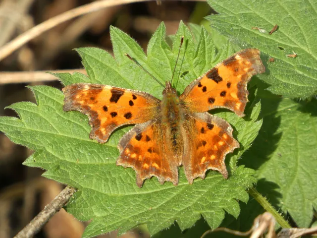 Nymphalis c-album - C-betűs lepke