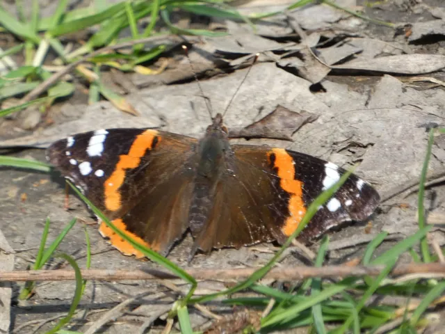 Vanessa atalanta - atalantalepke