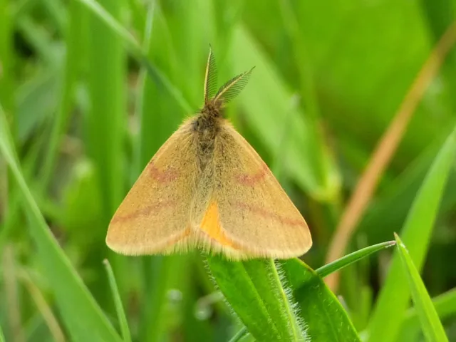 Lythria purpuraria - bíborsávos araszoló