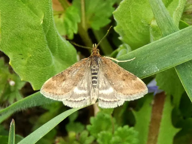 Pyrausta despicata - réti bíbormoly