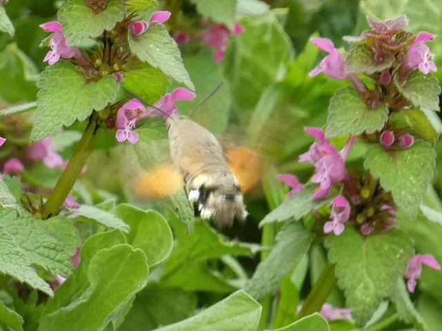 Macroglossum stellatarum - kacsafarkú szender
