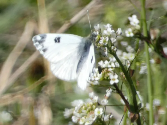 Pontia edusa - rezedalepke