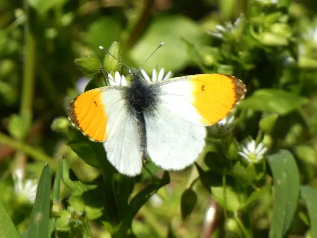 Anthocharis cardamines - hajnalpírlepke