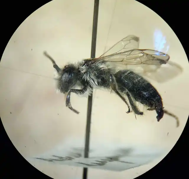 Andrena hungarica