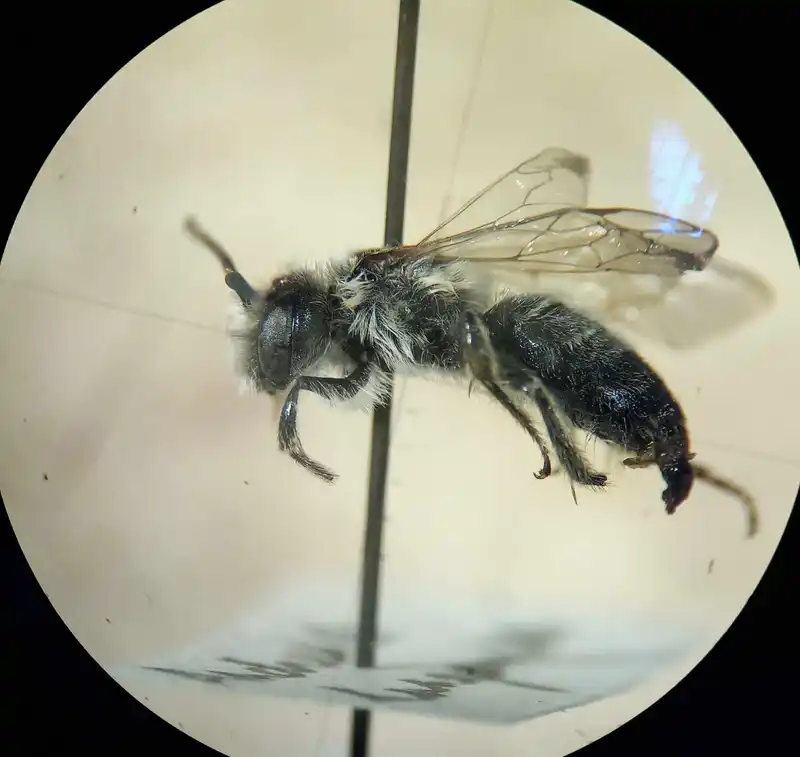 Andrena hungarica