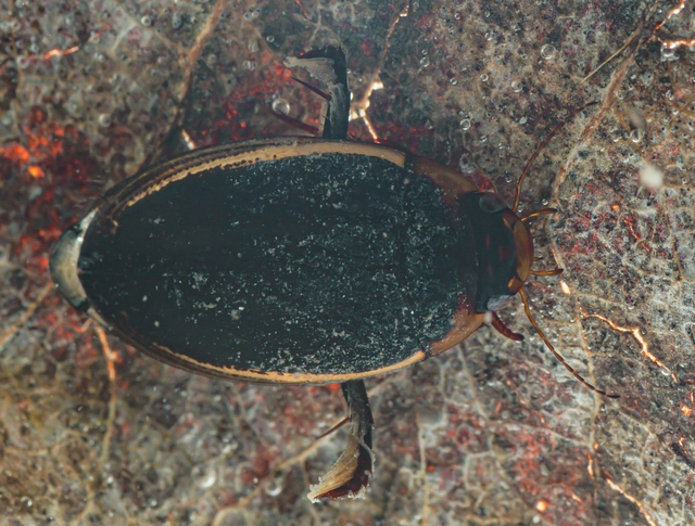 Hydaticus seminiger - fekete mocsáricsíkbogár