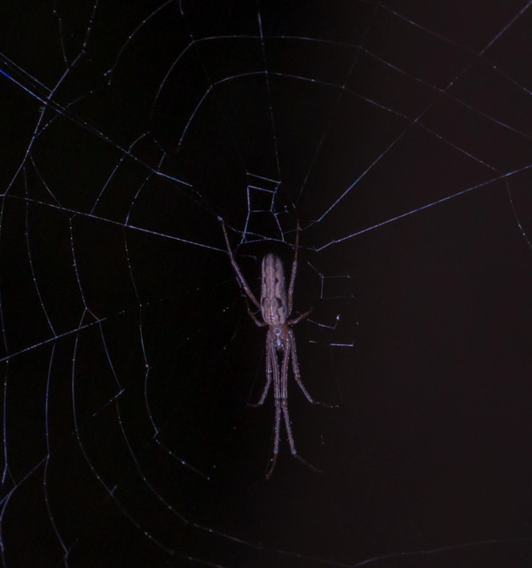 Tetragnatha