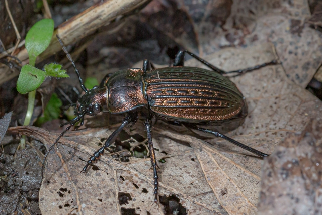 Carabus ulrichii - rezes futrinka