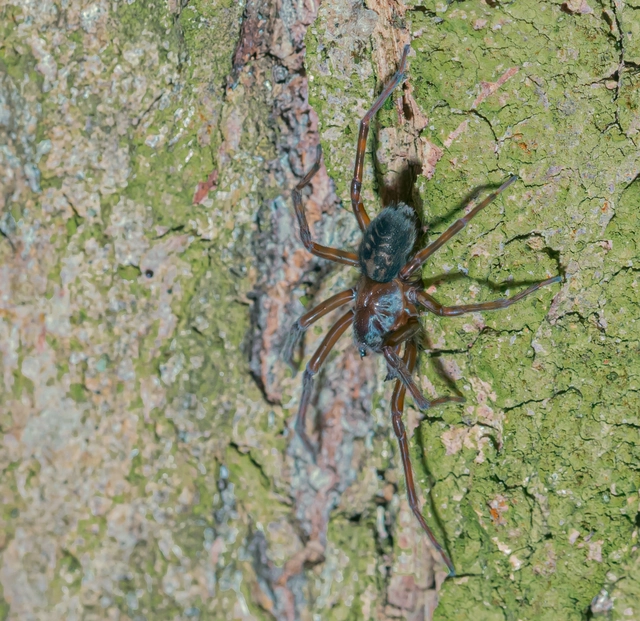 Amaurobius ferox - nagy eretnekpók