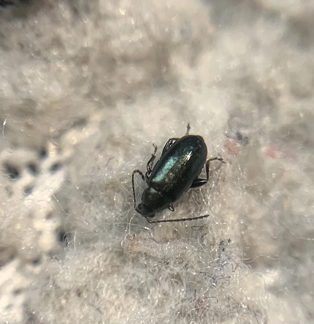 Phyllotreta nigripes - feketecsápú káposzta-földibolha