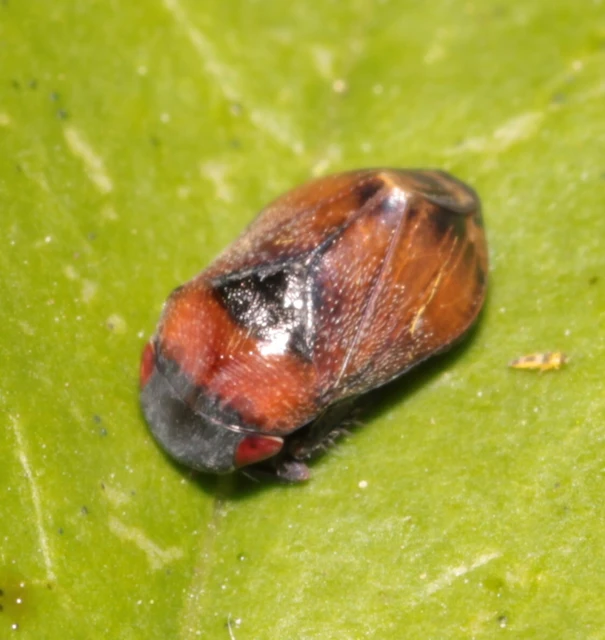 Penthimia nigra - fekete kabóca