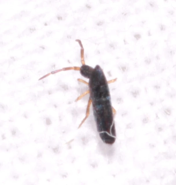 Collembola - Ugróvillások
