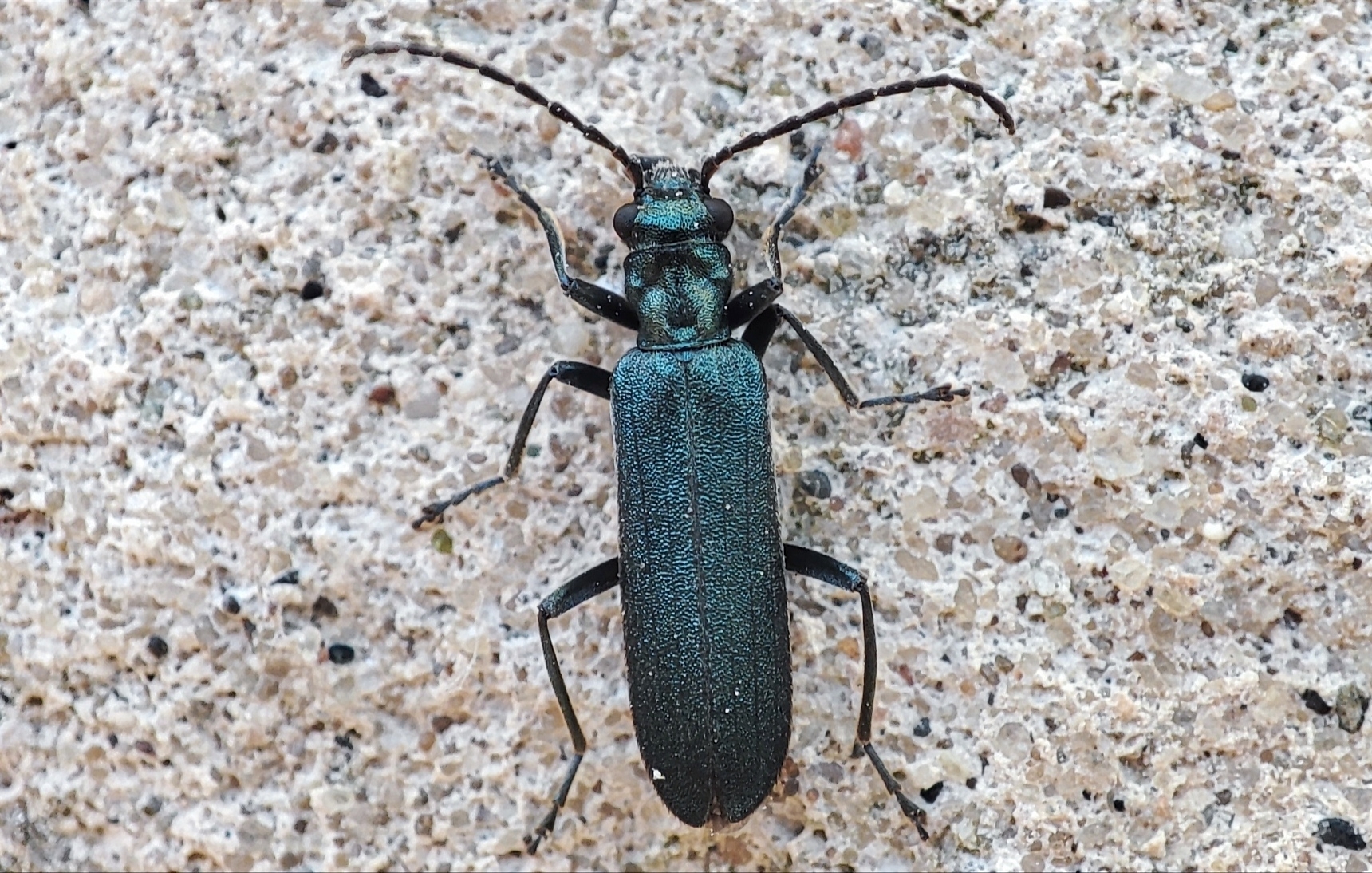 Ischnomera