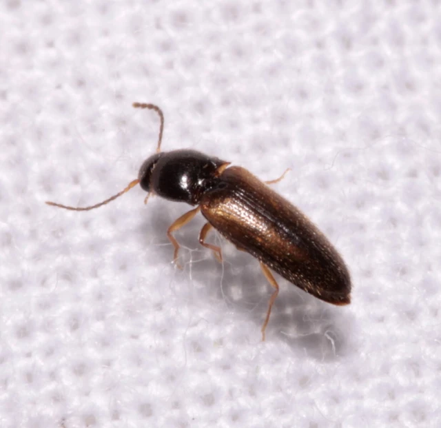 Adrastus rachifer - közönséges cserjepattanó