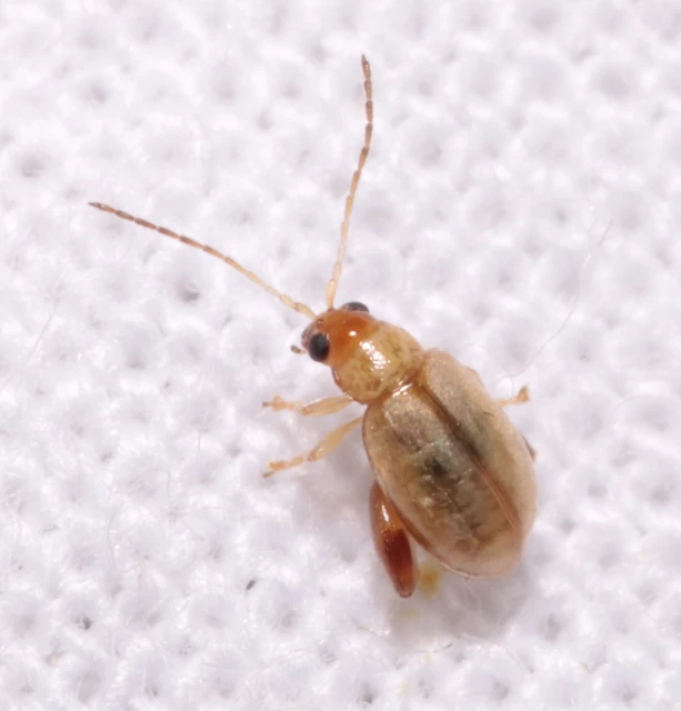 Longitarsus