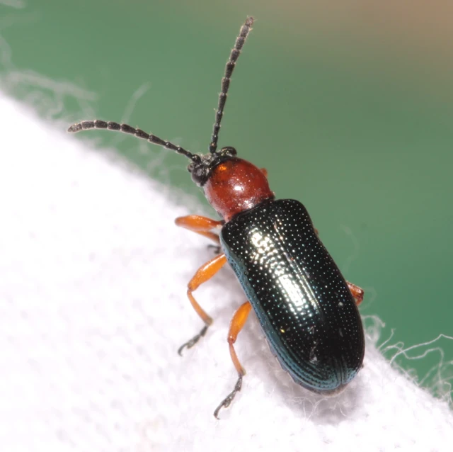 Oulema melanopus/duftschmidi