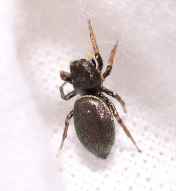 Heliophanus