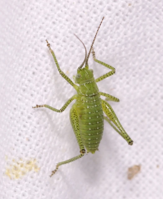 Leptophyes