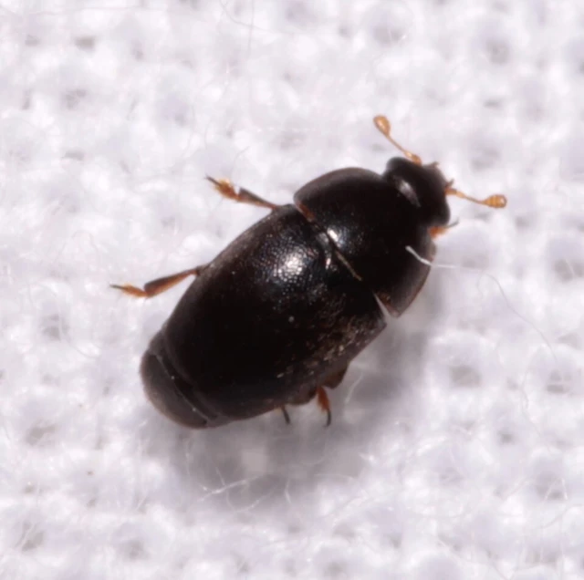 Nitidulidae - fénybogárfélék Nitidulidae - fénybogárfélék