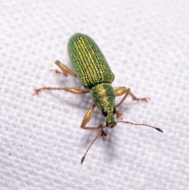 Polydrusus formosus - selymes lombormányos