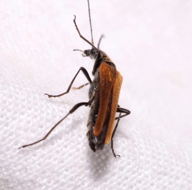 Oedemera femorata - sárgahátú álcincér