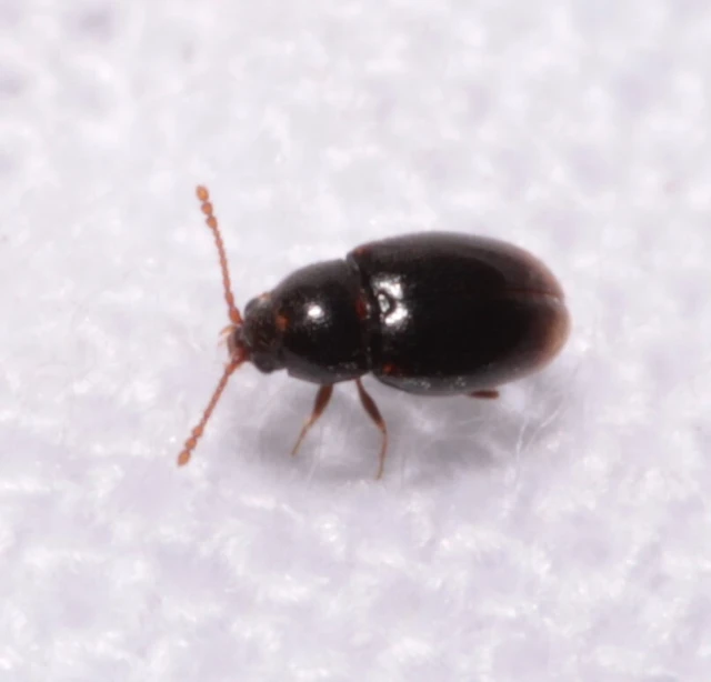 Atomaria Atomaria